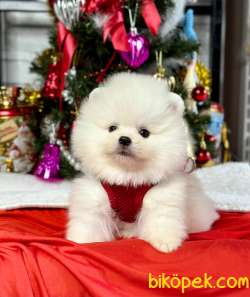 Safkan Pomeranian Boo WC Eğitimli 3