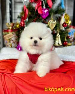 Safkan Pomeranian Boo WC Eğitimli 2