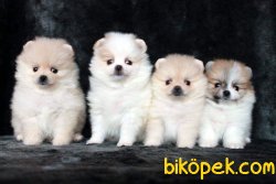 SAFKAN POMERANİAN BOO YAVRU 2