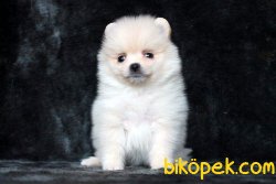 SAFKAN POMERANİAN BOO YAVRU 1
