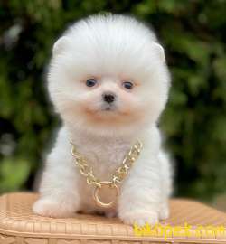 Safkan Pomeranian Boo Yavrular 1