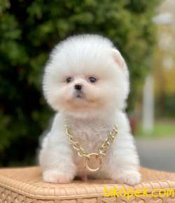 Safkan Pomeranian Boo Yavrular 4