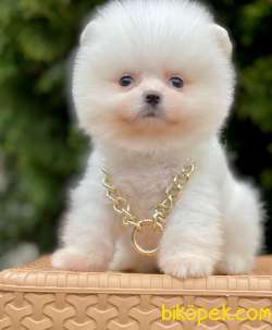 Safkan Pomeranian Boo Yavrular 2