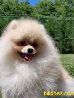 SAFKAN POMERANİAN BOO YAVRULARI 2