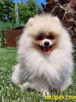 SAFKAN POMERANİAN BOO YAVRULARI 5