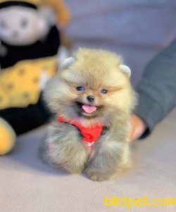 SAFKAN POMERANİAN BOO YAVRULARIMIZ 4