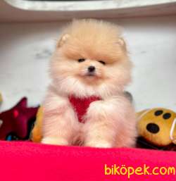 SAFKAN POMERANİAN BOO YAVRULARIMIZ 2