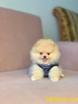 SAFKAN POMERANİAN BOO YAVRULARIMIZ 3