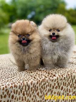 Safkan Pomeranian Boo Yavrularimiz 3
