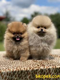 Safkan Pomeranian Boo Yavrularimiz 1