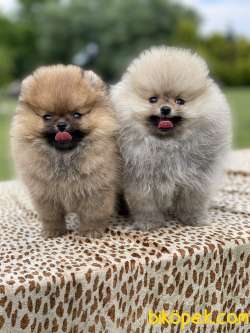 Safkan Pomeranian Boo Yavrularimiz 2