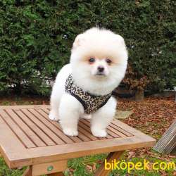 Safkan Pomeranian Boo Yavrularımız 4