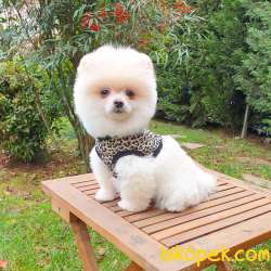 Safkan Pomeranian Boo Yavrularımız 3