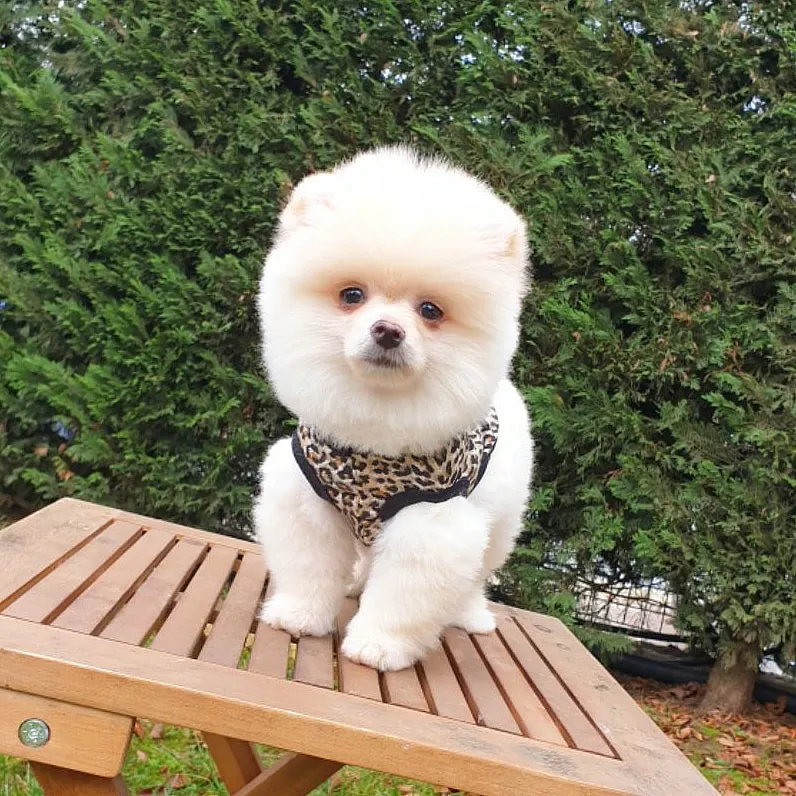 Safkan Pomeranian Boo Yavrularımız 1