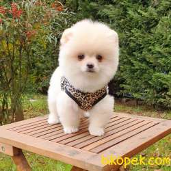 Safkan Pomeranian Boo Yavrularımız 2