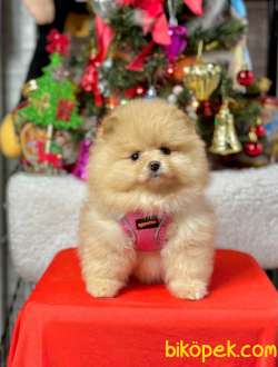 Safkan Pomeranian Boo Yavrularımız 1