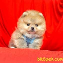Safkan Pomeranian Boo Yavrularımız 4