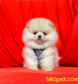 Safkan Pomeranian Boo Yavrularımız 2