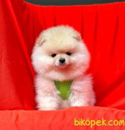 Safkan Pomeranian Boo Yavrularımız 1