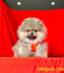 Safkan Pomeranian Boo Yavrularımız 3