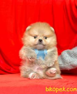 Safkan Pomeranian Boo Yavrularımız 5