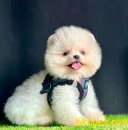 Safkan Pomeranian Boo Yavrularımız 2