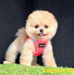 Safkan Pomeranian Boo Yavrularımız 3