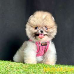 Safkan Pomeranian Boo Yavrularımız 4