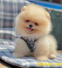 Safkan Pomeranian Boo Yavrularımız 3