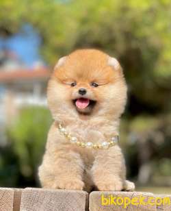 Safkan Pomeranian Boo Yavrularımız 2