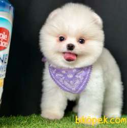 Safkan Pomeranian Boo Yavrularımız 4