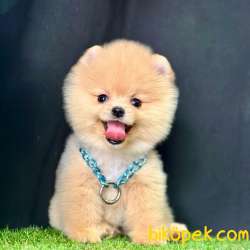 Safkan Pomeranian Boo Yavrularımız 5