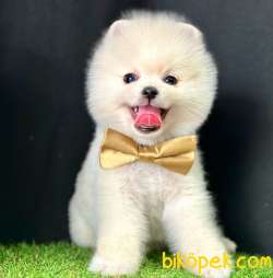 Safkan Pomeranian Boo Yavrularımız 4