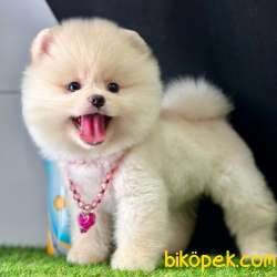 Safkan Pomeranian Boo Yavrularımız