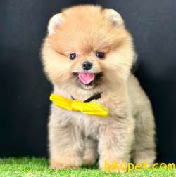 Safkan Pomeranian Boo Yavrularımız 5