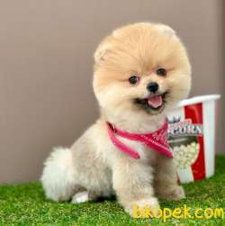 Safkan Pomeranian Boo Yavrularımız 4