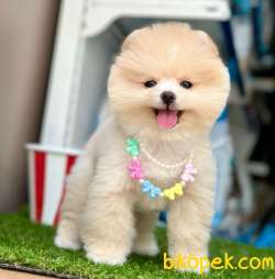 Safkan Pomeranian Boo Yavrularımız 3