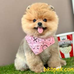 Safkan Pomeranian Boo Yavrularımız 2