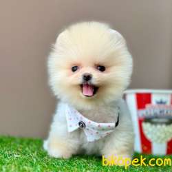 Safkan Pomeranian Boo Yavrularımız