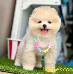 Safkan Pomeranian Boo Yavrularımız 5