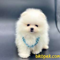 Safkan Pomeranian Boo Yavrularımız 3