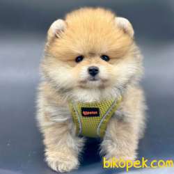 Safkan Pomeranian Boo Yavrularımız 2