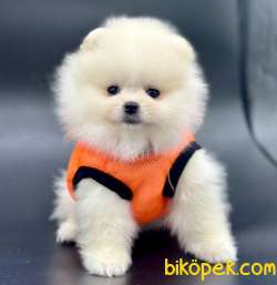 Safkan Pomeranian Boo Yavrularımız 3