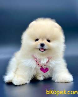 Safkan Pomeranian Boo Yavrularımız 1