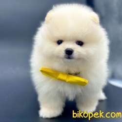 Safkan Pomeranian Boo Yavrularımız 2