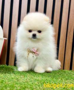 Safkan Pomeranian Boo Yavrularımız