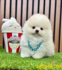 Safkan Pomeranian Boo Yavrularımız 4