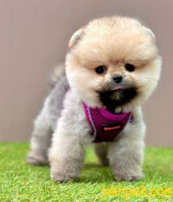 Safkan Pomeranian Boo Yavrularımız 5