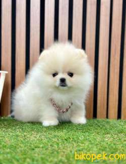 Safkan Pomeranian Boo Yavrularımız 2