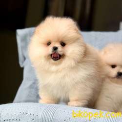 Safkan Pomeranian Boo Yavrularımız 4